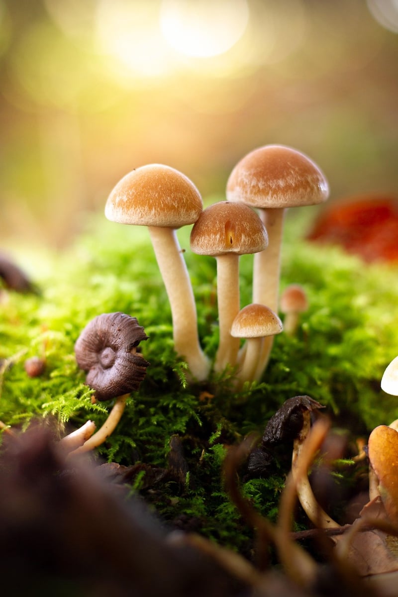 Enchanted Plants