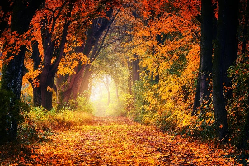 Enchanted Pathways